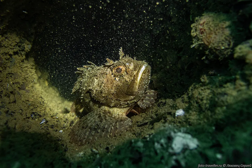 Скорпена черноморская, черноморский морской ёрш (Scorpaena porcus,
Scorpaena erythraea) на судне Жан Жорес.