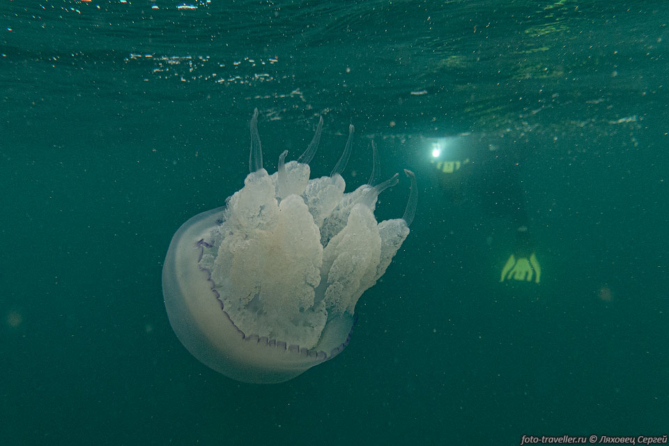 Медуза корнерот (Rhizostoma pulmo) - крупнейшая медуза Черного 
и Средиземного морей.
Медуза может достигать 50-60 см в диаметре и весить 10 кг. Щупальца ядовиты.
Ротовые полосы корнеротов похожи на корни деревьев - потому и такое название.