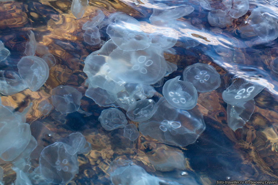 Скопление медуз