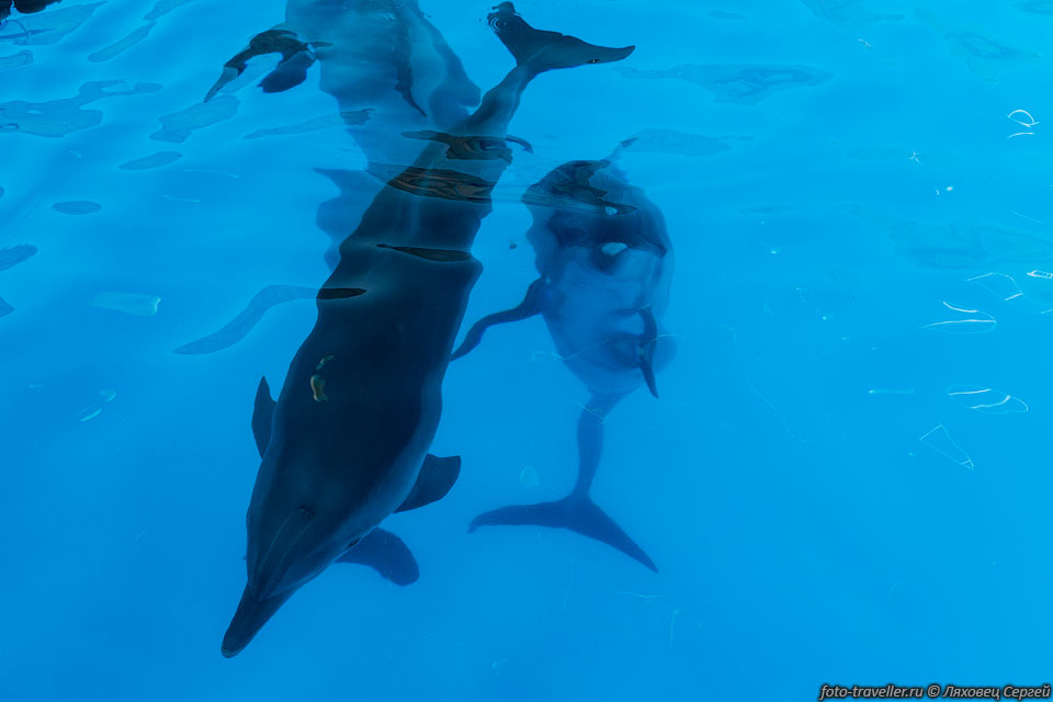 Дельфины под водой