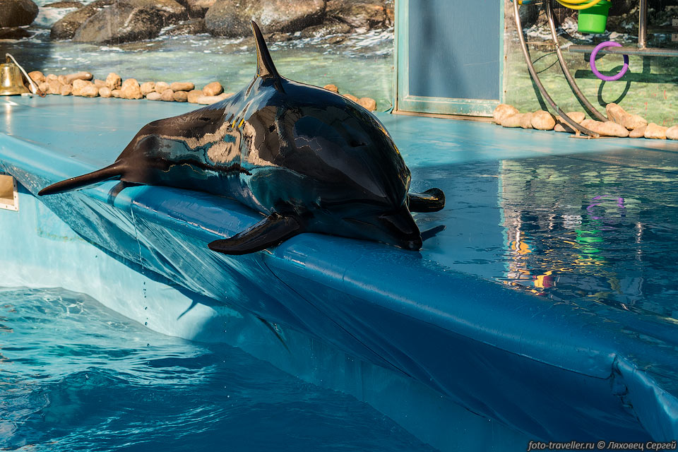 Выпрыгивание дельфинов на борт бассейна