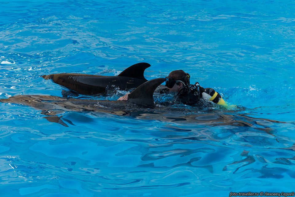 Дельфины плавают довольно быстро, долго держаться тяжело