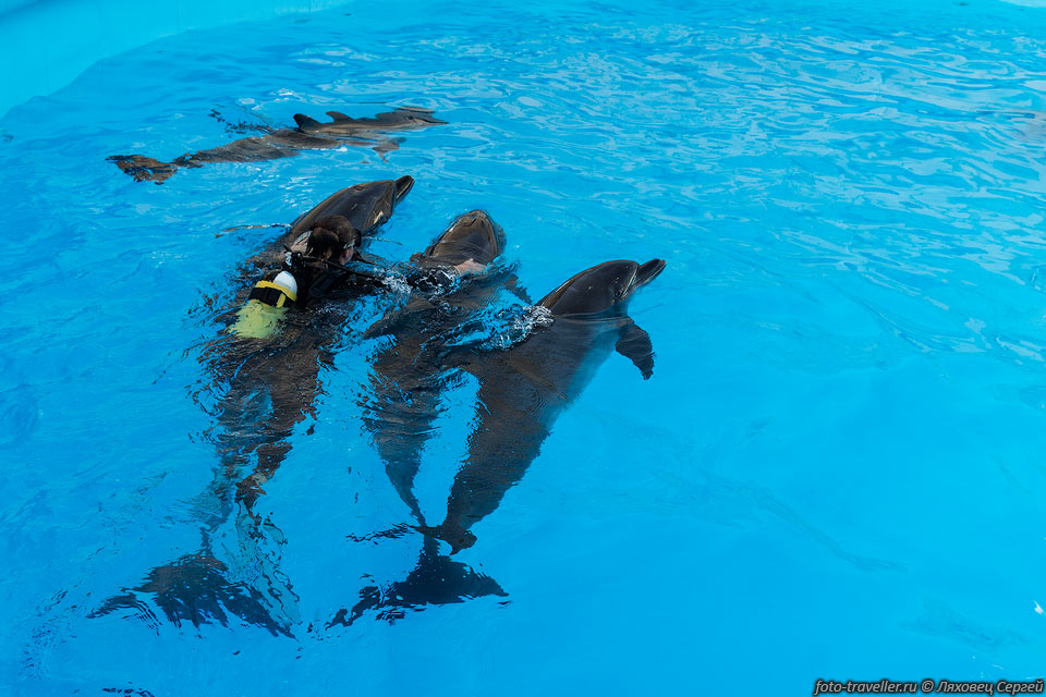 Всего в бассейне было 6 дельфинов