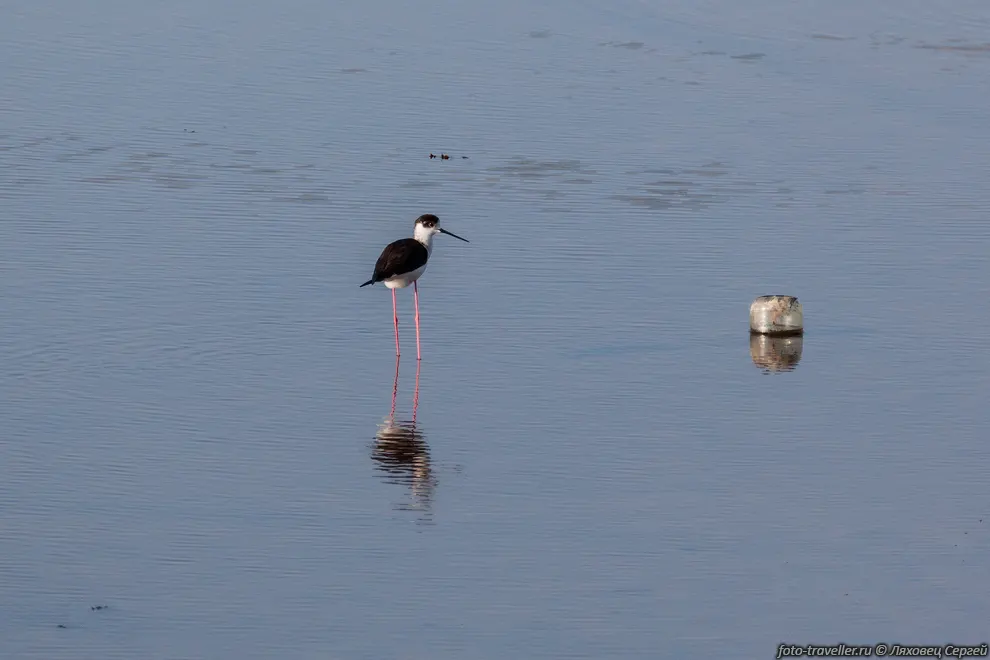 Ходулочник (Himantopus himantopus)