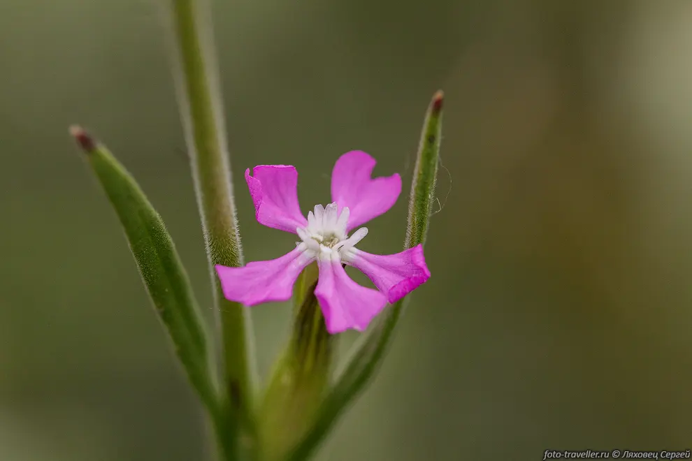 Конусовка коническая (Pleconax conica, Silene conica).
Однолетнее растение высотой 12-50 см. Растет на степных склонах, 
кустарниках, по обочинам дорог. Распространено по всему Крыму. 