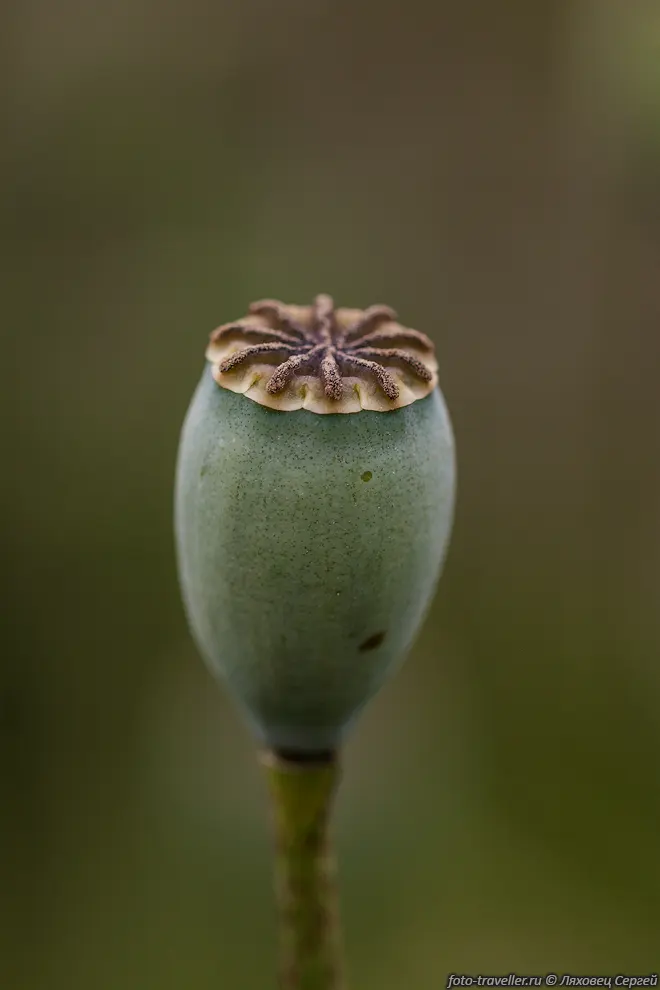 Коробочка дикого мака