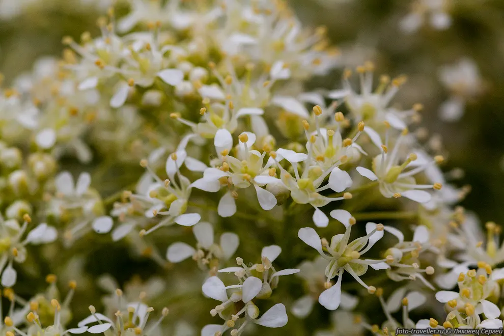 Сердечница крупковидная, Кардария крупковая (Cardaria draba, Lepidium
draba) - многолетнее травянистое растение.
Корневая система углубляется до 6 м. Одно растение приносит от 1200-4800 семян.

Семена могут быть использованы в качестве суррогата перца. 