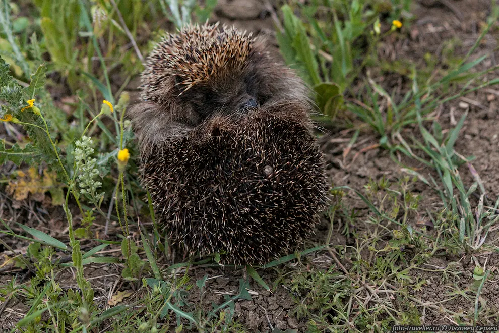 Обыкновенный ёж,  европейский ёж (Erinaceus europaeus) широко
распространён в Европе и Азии.
У взрослых ежей насчитывается по 5-6 тысяч игл длинной до 3 см.
Ежи способны бегать со скоростью до 3 м/с, хорошо умеют плавать и прыгать. 