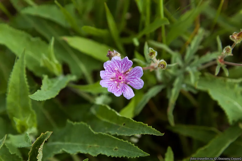 Герань клубневая (Geranium tuberosum L.) - многолетнее травянистое
растение высотой 15-40 см.
Растет в Средиземноморье, Малой Азии, Крыму, на Кавказе.
