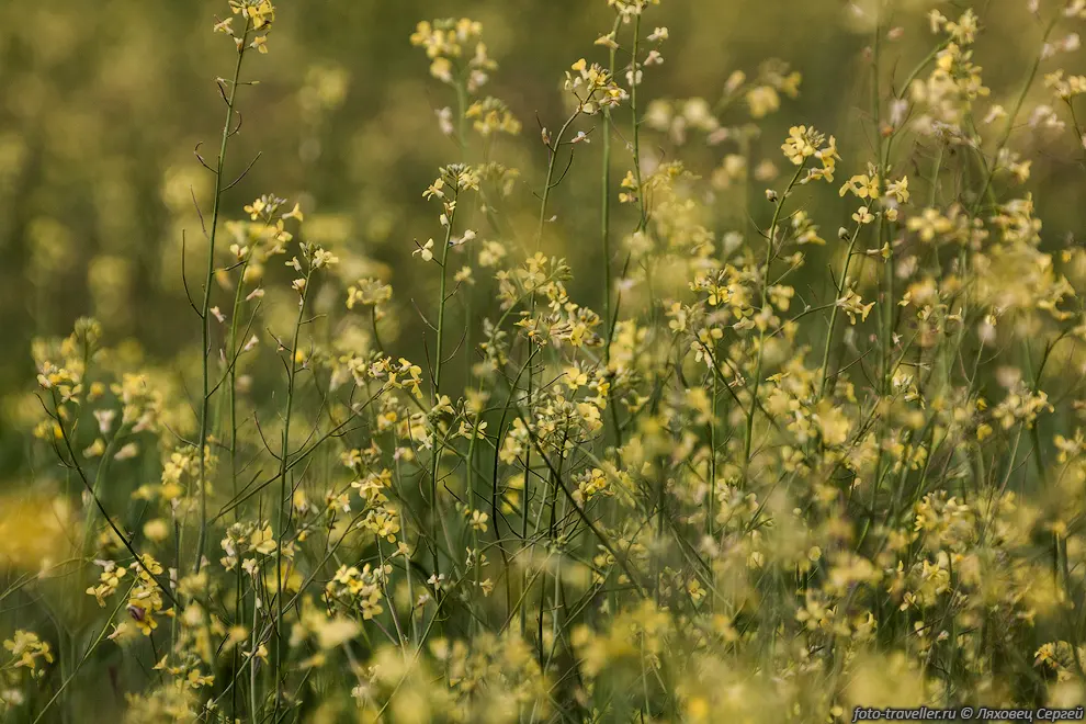 Гулявник изменчивый (Sisymbrium polymorphum (Murray) Roth) в Крыму.
Гулявник (Sisymbrium) - род травянистых растений семейства Капустные.
Сюда входят около 90 видов, распространённых в умеренной полосе Северного полушария, 
а также в Южной Америке и Южной Африке.
Многие виды гулявников - вредные или ядовитые растения.