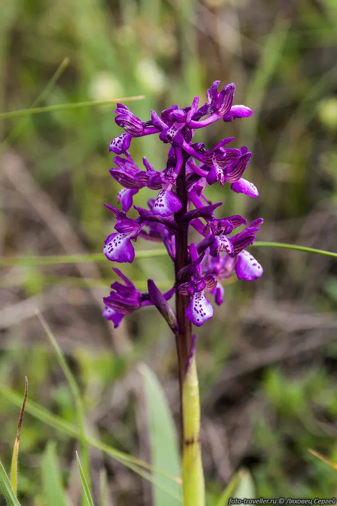Анакамптис дремлик кавказский (Anacamptis morio ssp. caucasica).
Ареал: Балканский полуостров, Малая Азия, Северное Причерноморье, Кавказ, Закавказье.
Цветки перекрестноопыляемые, не выделяют нектар и привлекают опылителей обманом.

Занесен в Красную книгу Крыма.