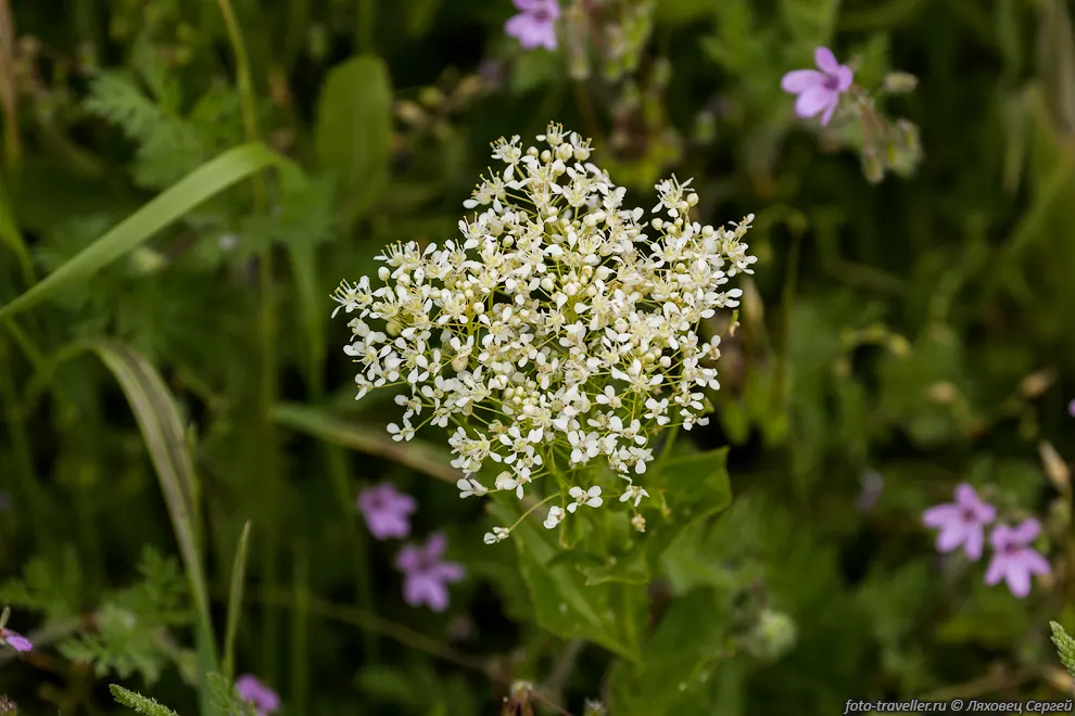 Сердечница крупковидная, Кардария крупковая (Cardaria draba, Lepidium
draba)