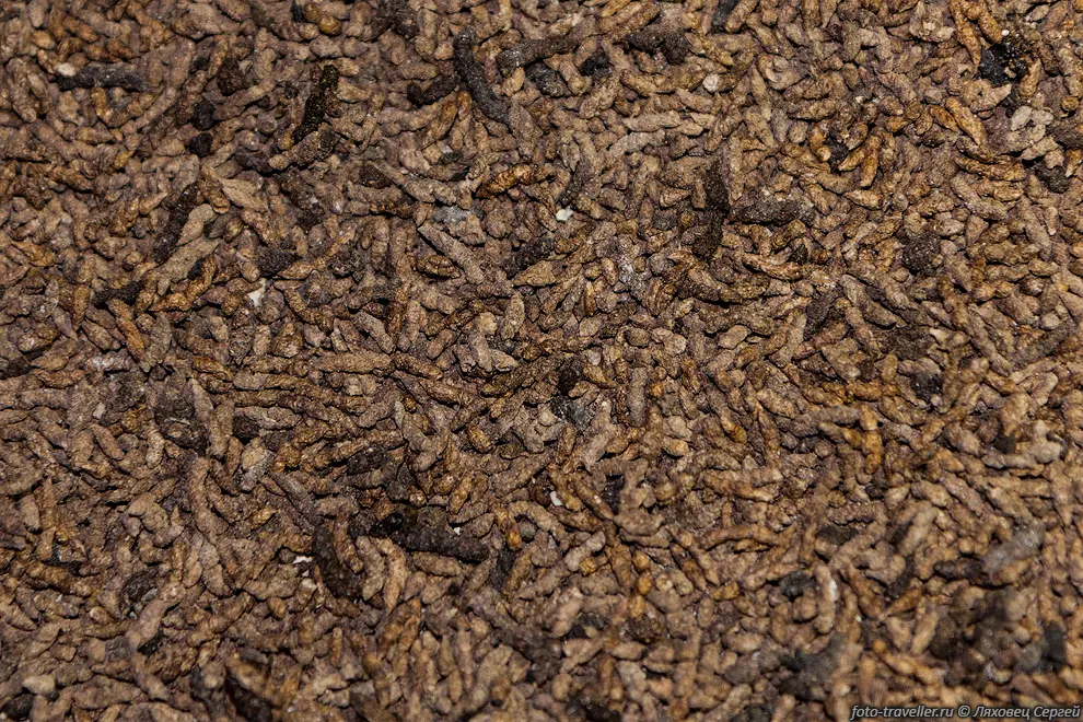 Какашки летучих мышей