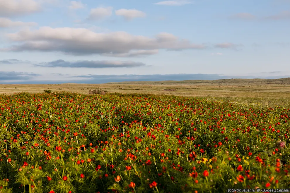 Караларская степь