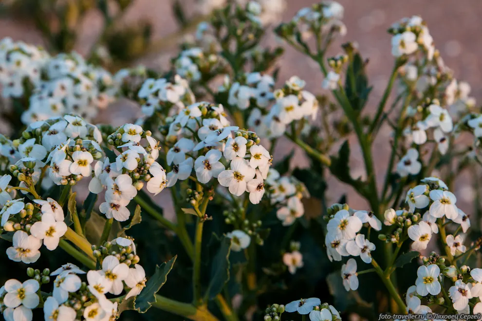 Катран приморский(Crambe maritima) - род растений семейства Капустные.
Это многолетнее растение в диком виде растёт в Европе вдоль побережий 
Атлантического океана, Балтийского и Чёрного морей.