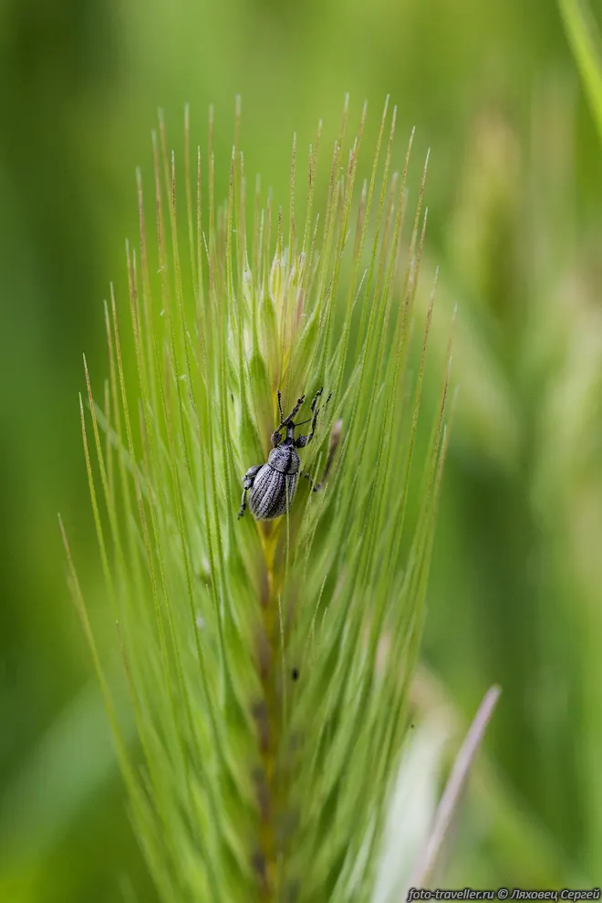 Долгоносики, или слоники (Curculionidae) - одно из крупнейших
семейств жуков, насчитывающее более 50 тысяч видов.
В России встречаются около 5000 видов. Характерной чертой долгоносиков является 
вытянутая передняя часть головы,
 благодаря которой они и получили русские названия.