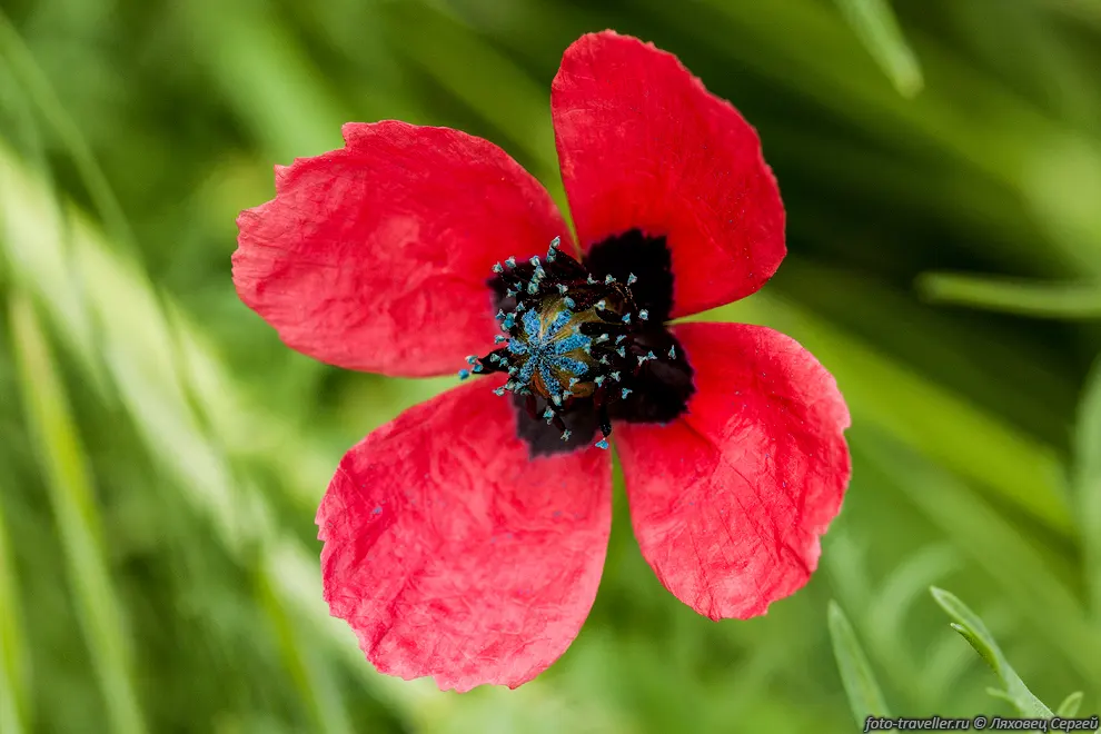 Мак гибридный (Papaver hybridum) - однолетнее травянистое растение
10-30 см высотой