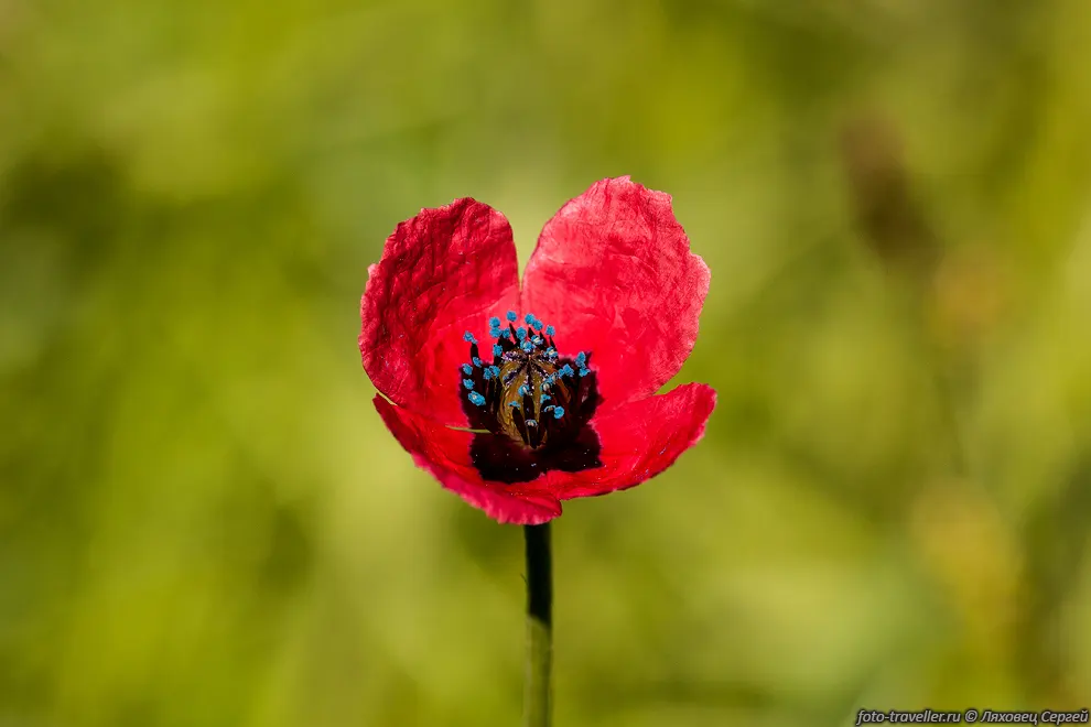 Мак гибридный (Papaver hybridum)