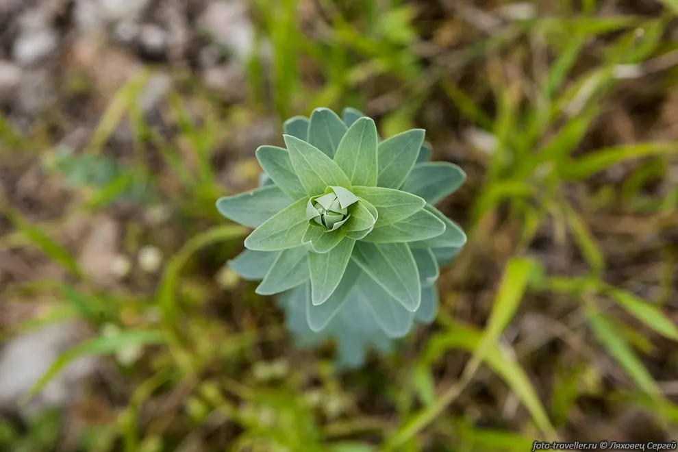 Льнянка дроколистная (Linaria genistifolia (L.) Mill.)
Растёт по пескам, лесам.