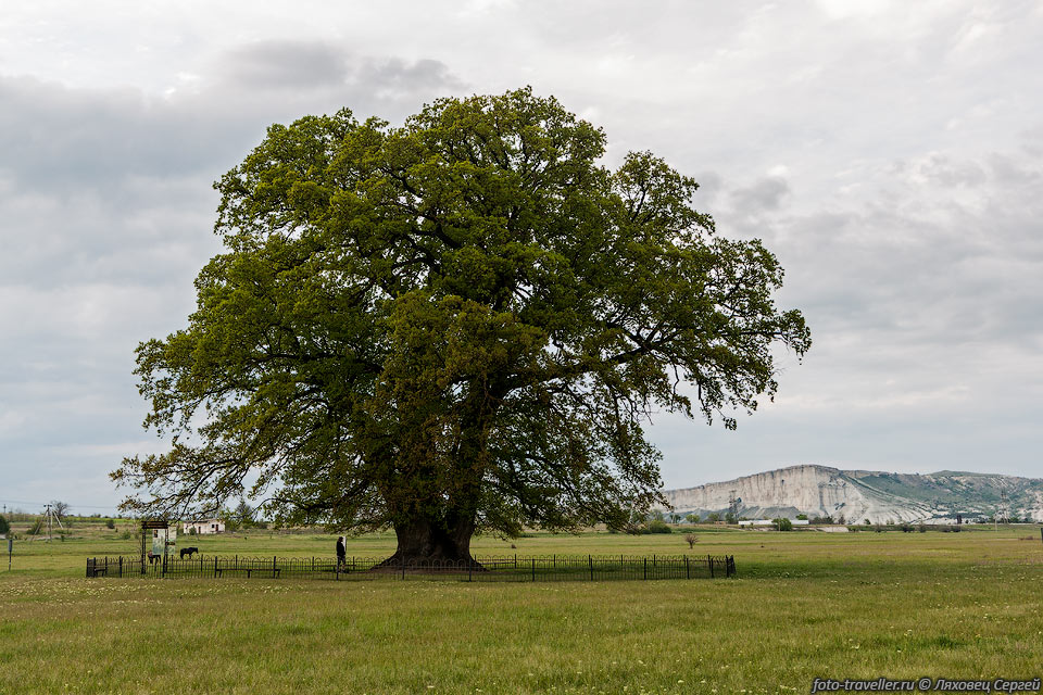 Суворовский дуб - ботанический памятник природы в селе Яблочное 
Белогорского района.
Дерево дуба черешчатого имеет четыре ствола. Возраст более 750 лет.