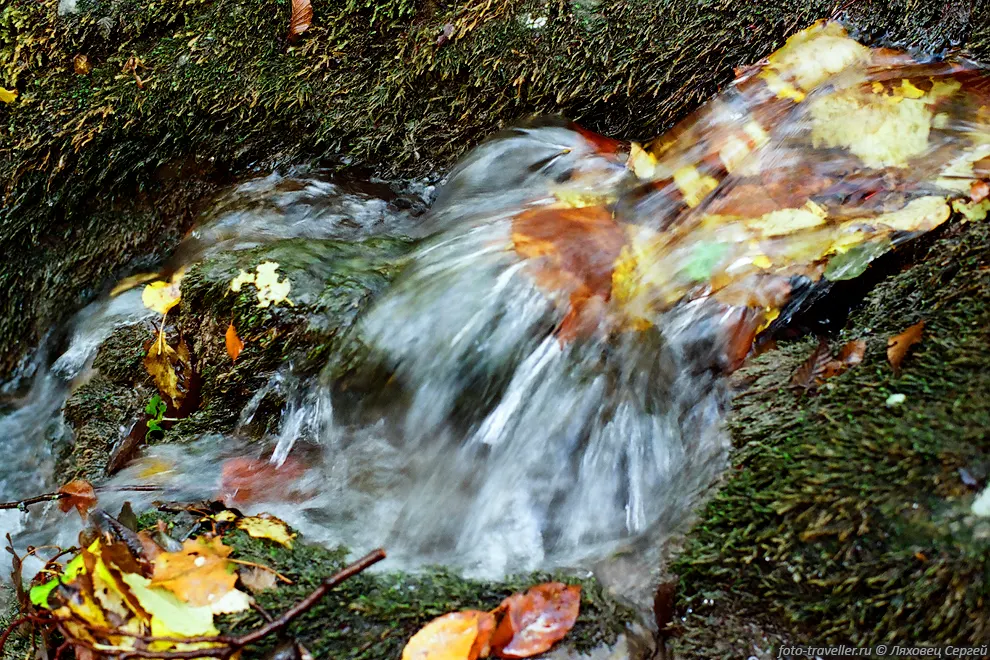 Листья в струе воды
