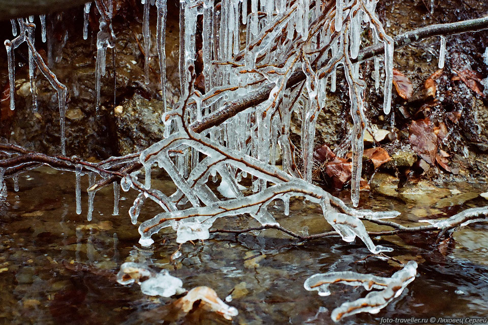 Ледяные ветви
