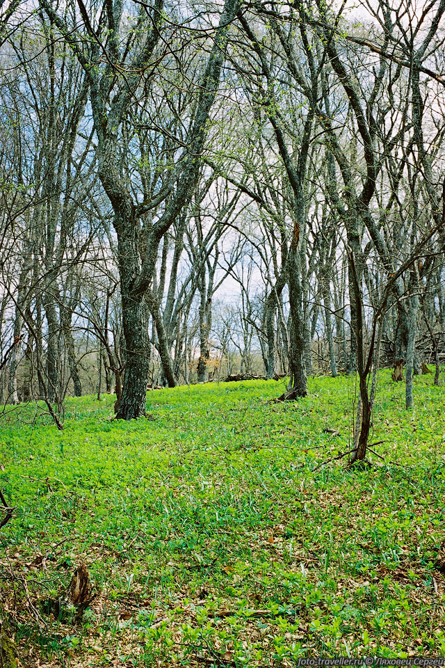 Весенний лес