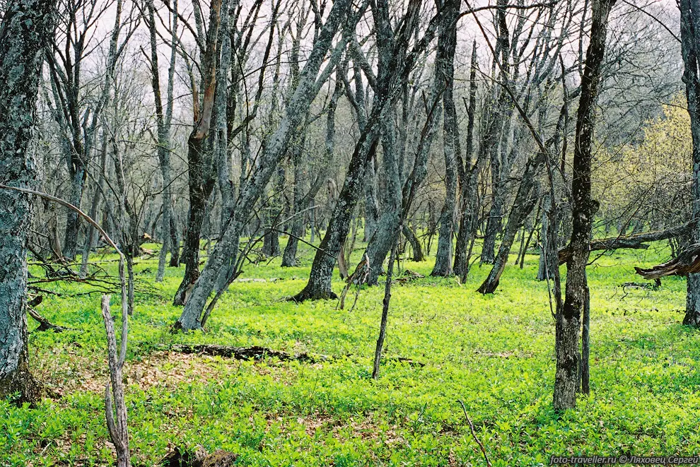 Весенний лес