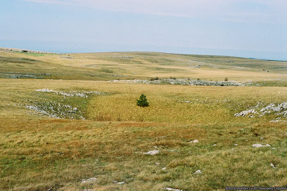 Одинокая елка