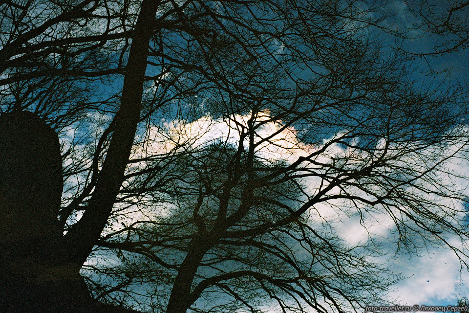 Облако за деревом