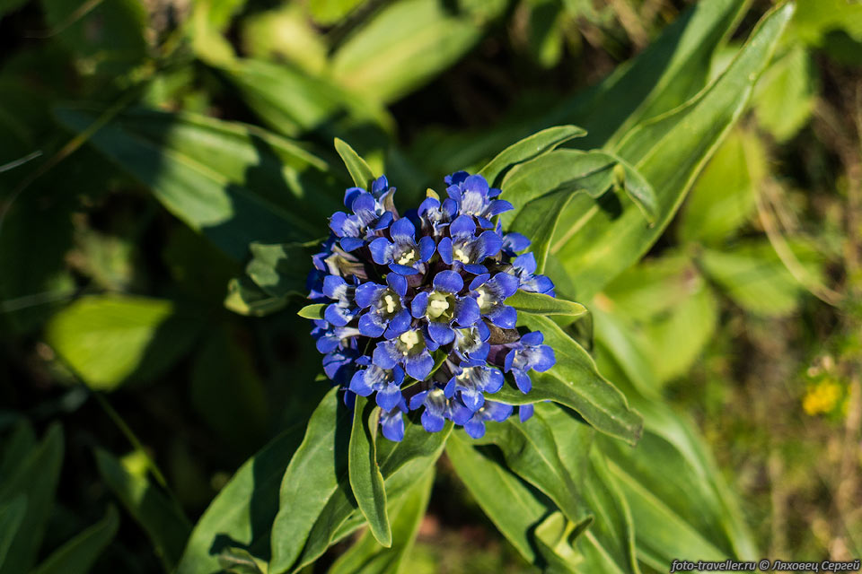 Горечавка крестовидная, Горечавка крестообразная (Gentiana cruciata).

Это многолетнее растение 15-50 см высотой цветет в июле-августе.
В медицине используется как средство возбуждающее аппетит и улучшающее пищеварение.