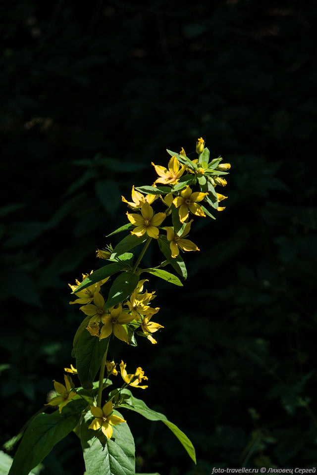 Крымский лесной цветок
