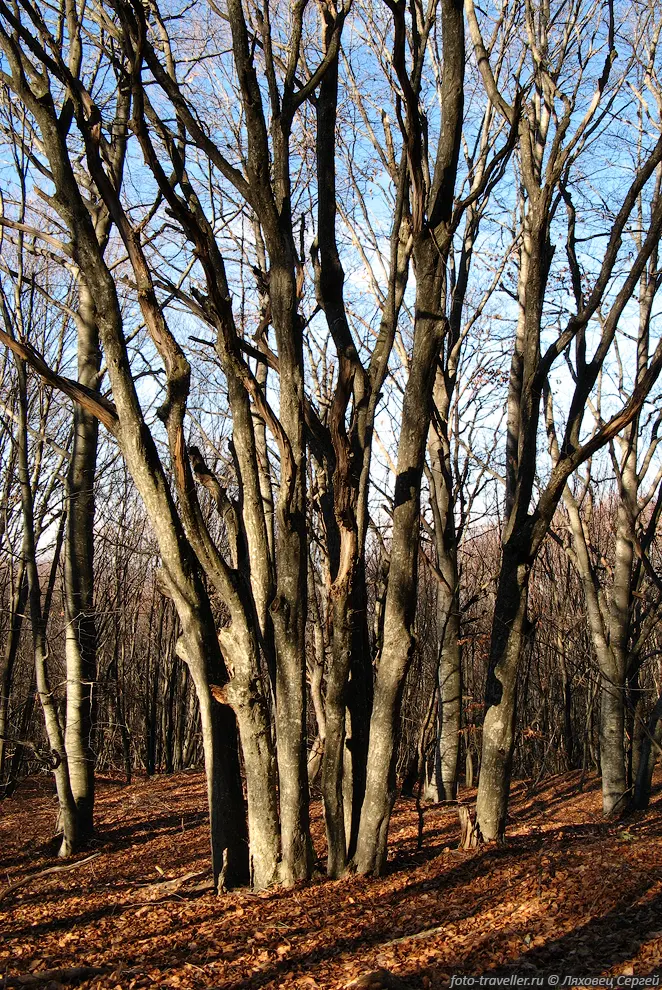 Осенний лес