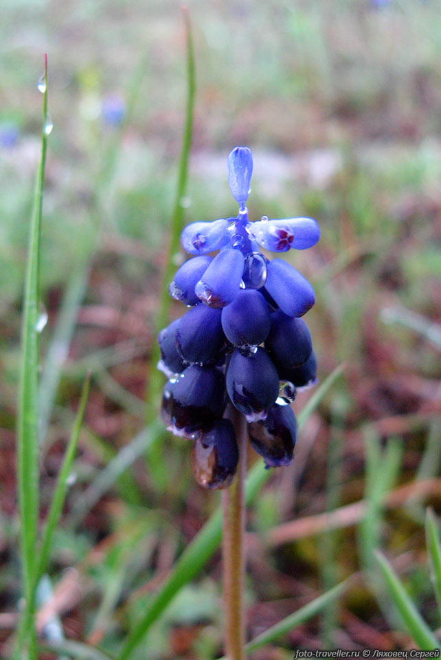Мышиный гиацинт кистевидный ( Muscari racemosum). 
Растение относится к семейству Лилейные. 
Соцветие представляет собой початок из ярко-голубых, ярко-синих или сине-фиолетовых 
цветков. 
Запах цветов напоминает запах мускуса, отсюда и его латинское название. 