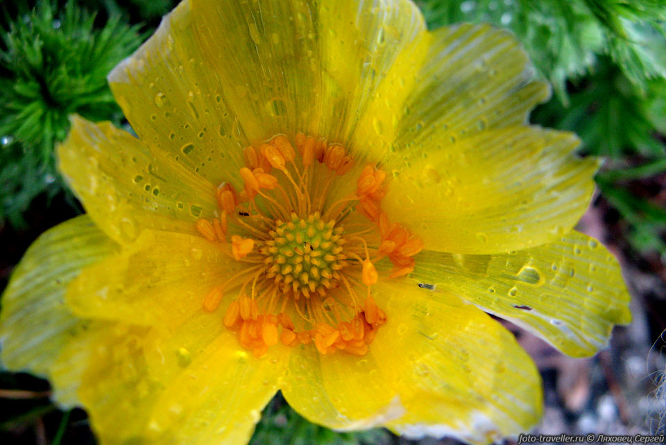Промокший цветок