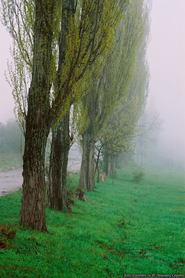Строй деревьев в тумане