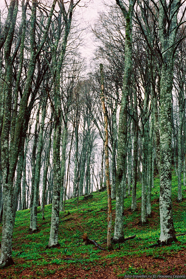 Весенний лес по дороге на Караби