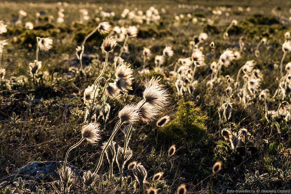Поле сон травы на Караби
