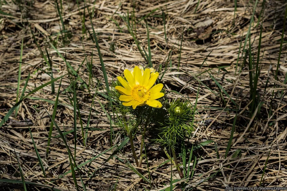 Адонис весенний, Горицвет (Adonis vernalis).
Цветет весной, применяется в медицине.