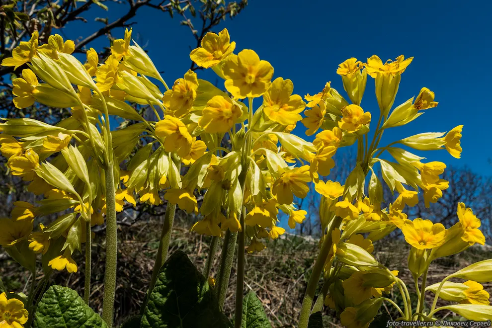 Весенние цветы Горного Крыма.
Первоцвет весенний, Примула весенняя (Primula veris).