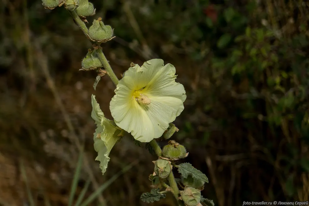 Коровяк высокий, Коровяк густоцветковый, Коровяк скипетровидный
(Verbascum densiflorum).
Стебель до 120 см высотой, толстый, не ветвистый. Цветёт с июня до конца августа. 
Используется в медицине.