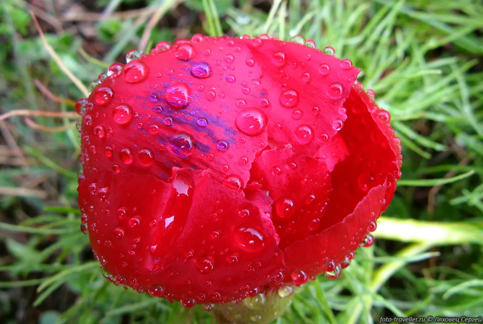 Пион тонколистный (Paeonia tenuifolia).