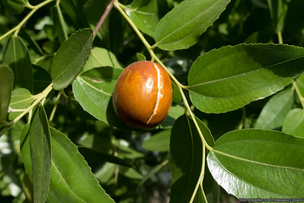 Зизифус настоящий, Ююба китайская, Китайский финик (Ziziphus jujuba).
Растение окультурено в древности. Известно около 400 сортов.