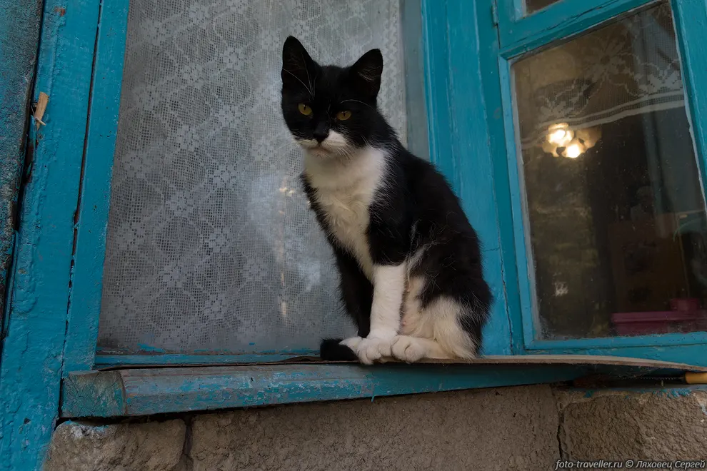 Старая кошка