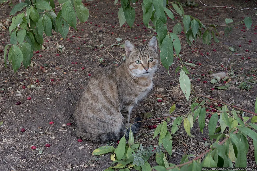 Пугливая кошка