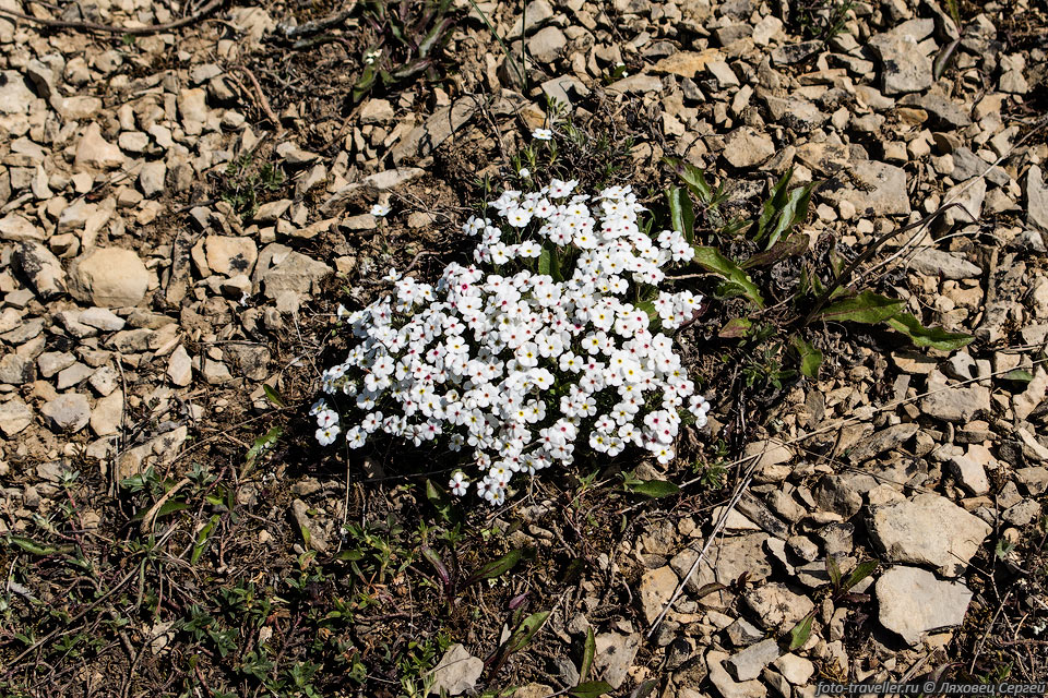 Проломник крымский (Androsace taurica) - эндемик Крыма, растет 
только на яйлах.
Цветет весной на каменистых участках. Растению достаточно влаги от росы.