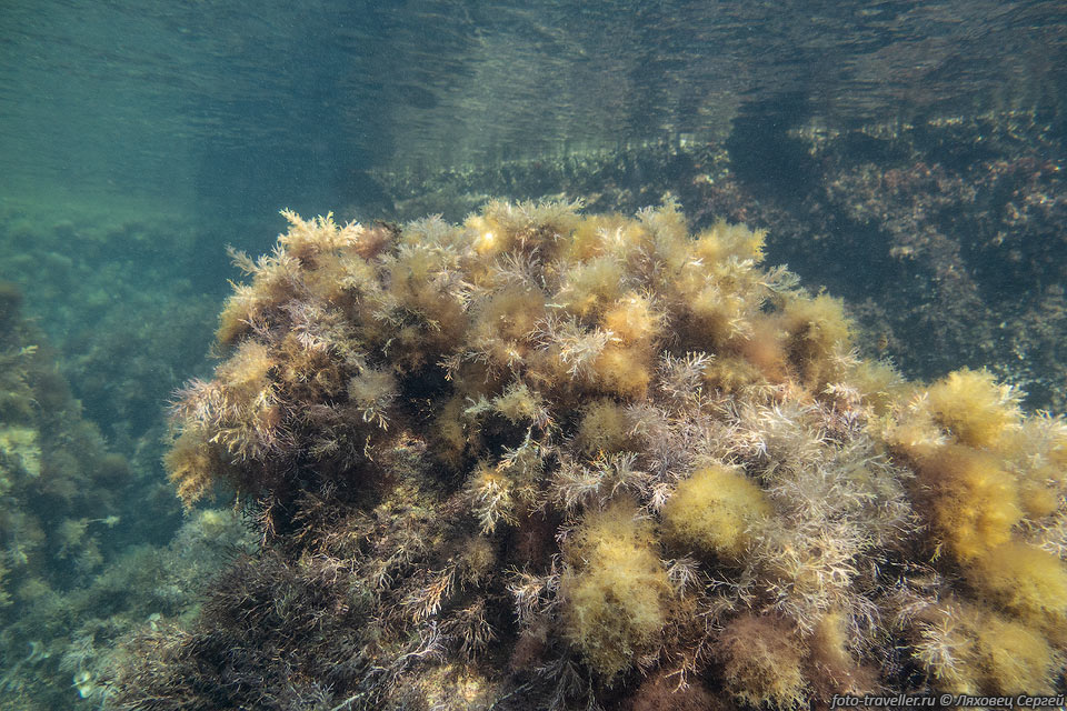 Цистозейра бородатая (Cystoseira barbata) - вид многолетних бурых 
водорослей.
Растёт кустом до 1 метра высотой. В течение года химический состав водоросли меняется.
Растёт на скалах и камнях на глубине 2 метров по всему побережью Чёрного моря.
Встречается в Средиземном море, в Атлантическом океане. Исползуется в медицинских 
целях.