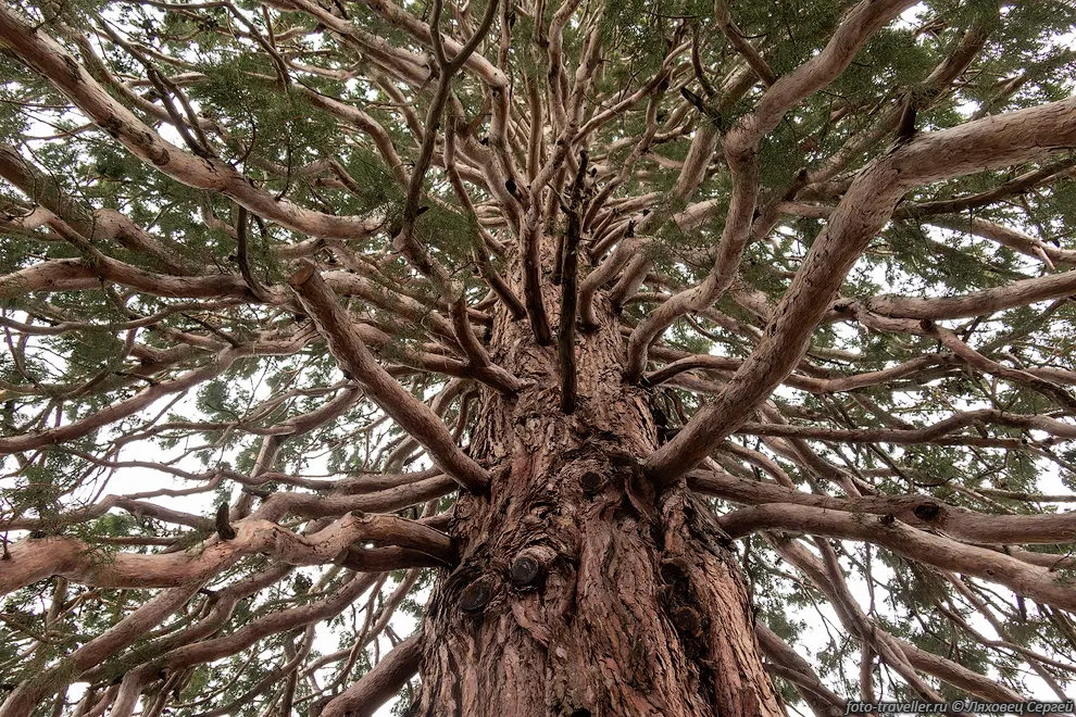 Секвойядендрон гигантский (Sequoiadendron giganteum)