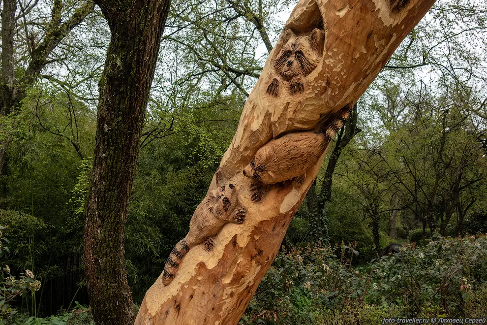 Еноты