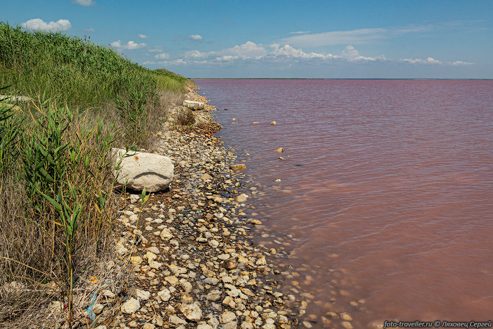 Берег розового озера Сасык-Сиваш
